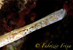 Broad-nosed pipefish PORTRAIT by Fabrizio Frixa 